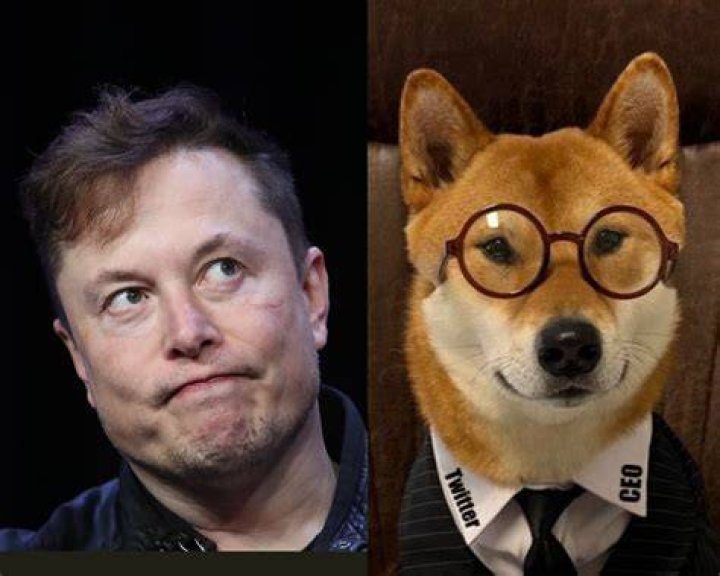 
Elon Musk has a new CEO for X/Twitter: Who is she and where will his dog Floki go? 