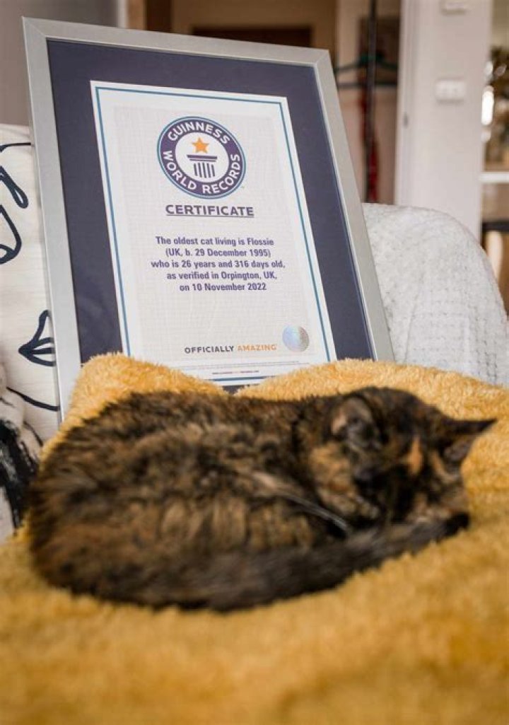 
Flossie, 26, Named World’s Oldest Cat by Guinness Book of Records 