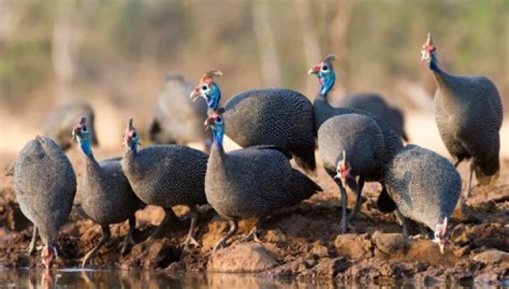 
Oga Sabinus Under Fire Over Skit Of Stealing Fowl In The UK 