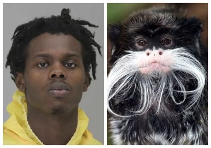 
What are the charges against Davion Irvin? Dallas zoo thief reportedly vowed to steal more animals 