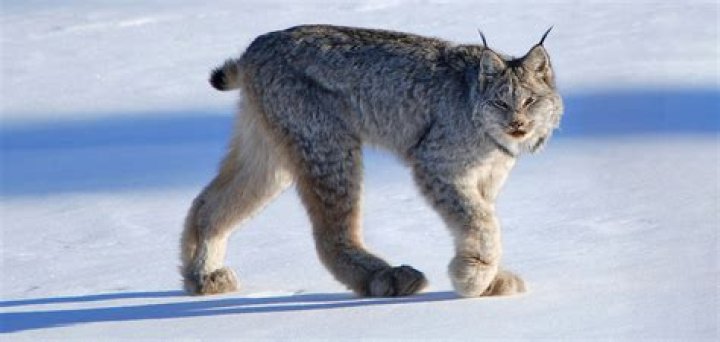 
What is Lynx Owl? Photo of creature goes viral on social media 